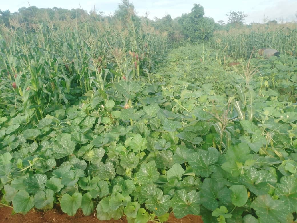 Small-Scale Farmer Thrives Amidst El Niño Drought Through Agroecology and Intercropping