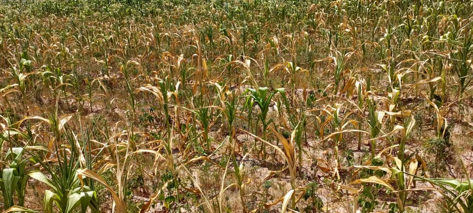 Worries of Another Drought Loom as Zambia Faces Unpredictable Weather Patterns